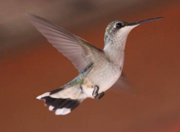 Hummingbird in flight